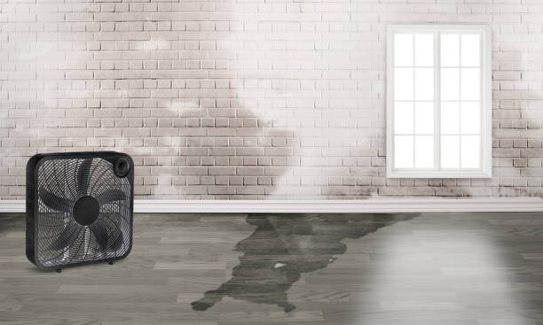Best Professional water damage repair  in Boston Heights, OH